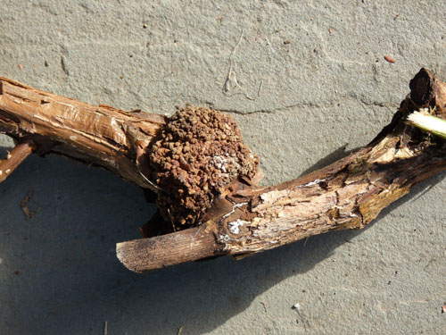 crown gall - old gall